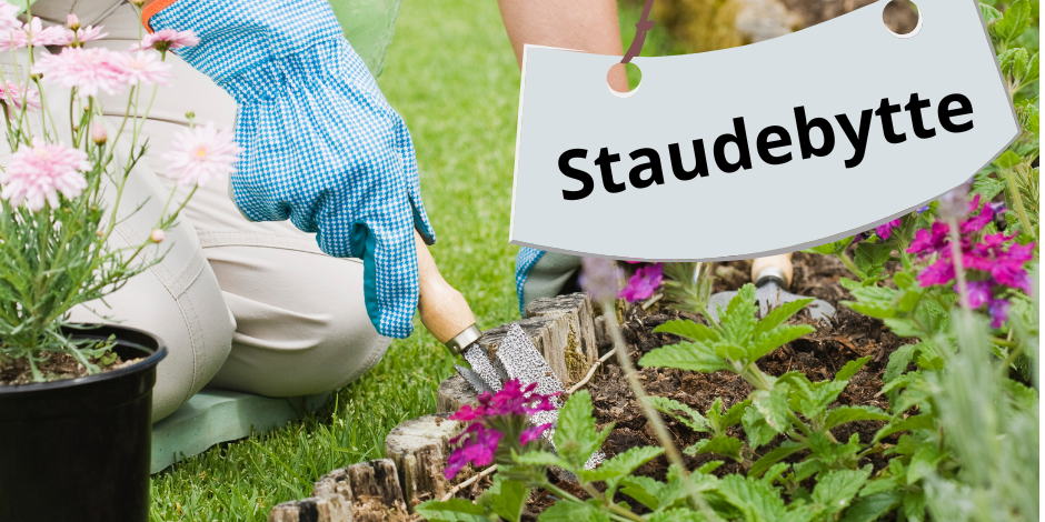 Bilde/illustrasjon for Staudebyttedager